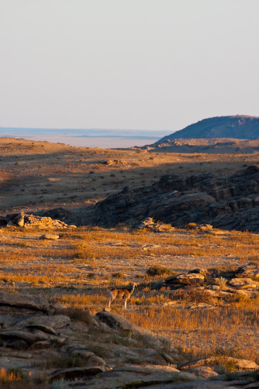 Argali At Sunrise